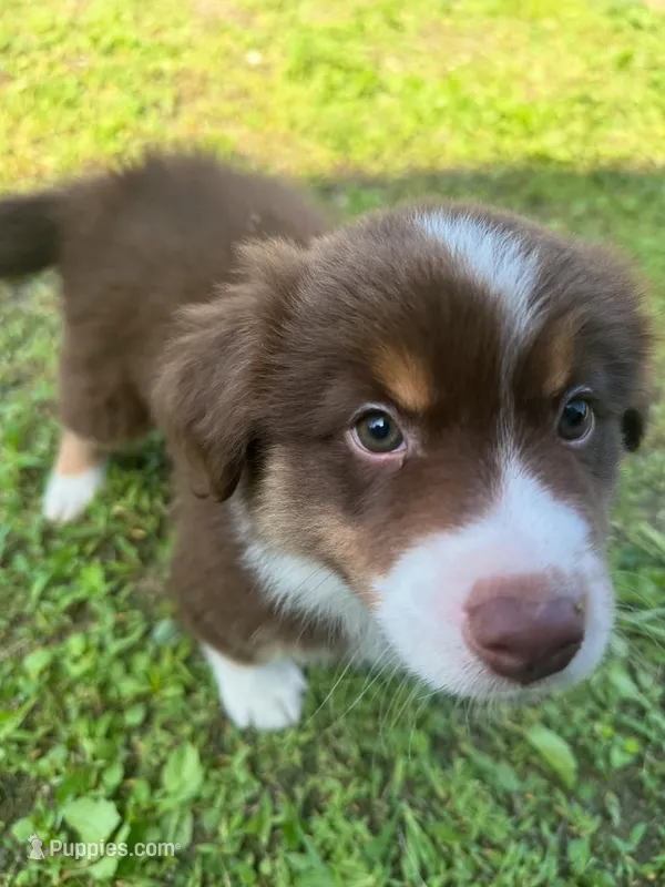 Milo – Australian Shepherd puppy for sale in Banning, CA