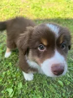 Milo, a male Australian Shepherd for sale in Banning, CA – 1 of 7