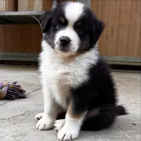 Gasper, a male Australian Shepherd for sale in Banning, CA – 2 of 6