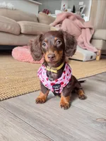 Cocoa, a female Dachshund for sale in Banning, CA – 2 of 10