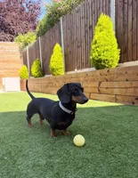 Bentley , a male Dachshund for sale in Banning, CA – 2 of 10