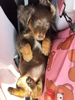 Cocoa, a female Dachshund for sale in Banning, CA – 3 of 10