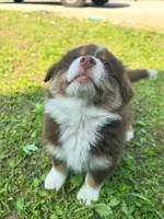 Milo, a male Australian Shepherd for sale in Banning, CA – 4 of 7