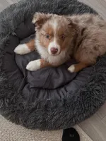 Rollie, a male Australian Shepherd for sale in Banning, CA – 5 of 10