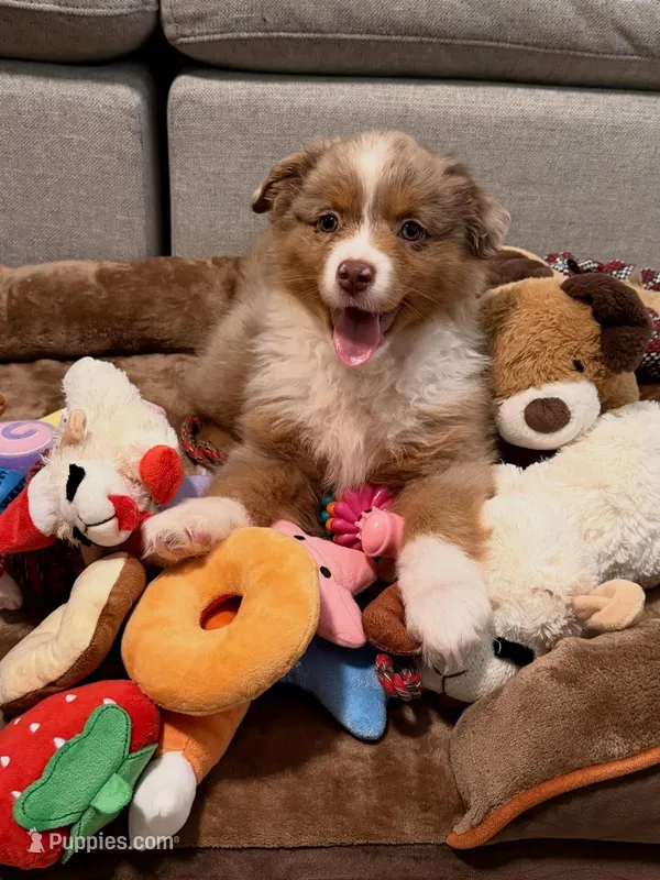 Rollie – Australian Shepherd puppy for sale in Banning, CA