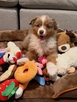 Rollie, a male Australian Shepherd for sale in Banning, CA – 1 of 10