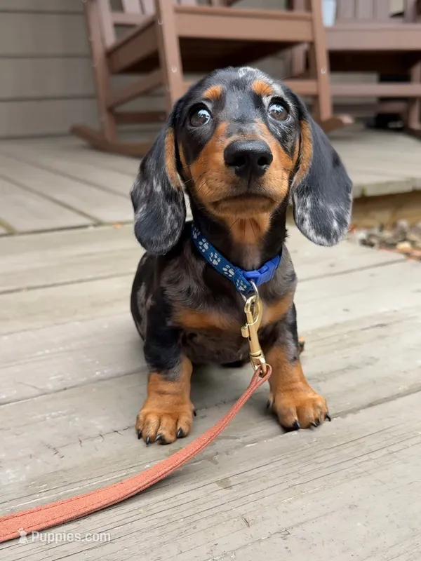 Finn – Dachshund puppy for sale in Banning, CA