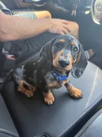 Finn, a male Dachshund for sale in Banning, CA – 8 of 10