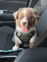 Rollie, a male Australian Shepherd for sale in Banning, CA – 2 of 10