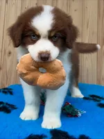 Stella, a female Australian Shepherd for sale in Banning, CA – 5 of 8