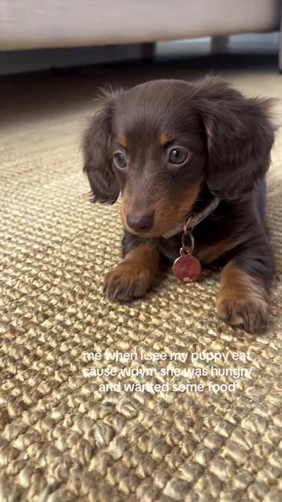 Cocoa, a female Dachshund for sale in Banning, CA – 4 of 10