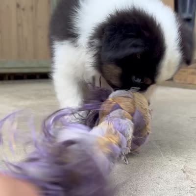 Gasper, a male Australian Shepherd for sale in Banning, CA – 5 of 6