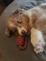 Rollie, a male Australian Shepherd for sale in Banning, CA – 7 of 10