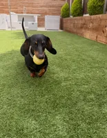 Bentley , a male Dachshund for sale in Banning, CA – 4 of 10