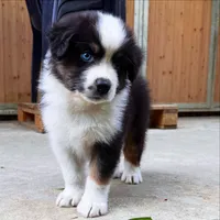 Gasper, a male Australian Shepherd for sale in Banning, CA – 3 of 6