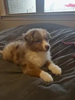 Rollie, a male Australian Shepherd for sale in Banning, CA – 3 of 10
