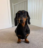 Bentley , a male Dachshund for sale in Banning, CA – 5 of 10