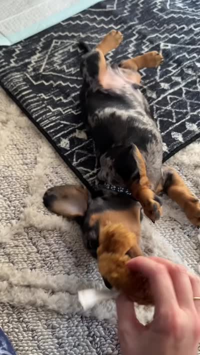 Finn, a male Dachshund for sale in Banning, CA – 5 of 10