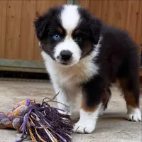 Gasper, a male Australian Shepherd for sale in Banning, CA – 6 of 6