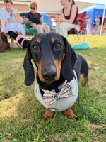 Bentley , a male Dachshund for sale in Banning, CA – 9 of 10
