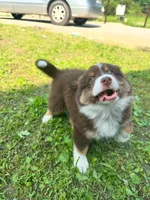 Milo, a male Australian Shepherd for sale in Banning, CA – 7 of 7