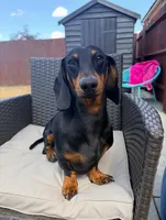 Bentley , a male Dachshund for sale in Banning, CA – 7 of 10
