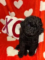 Bob, a male Poodle - Miniature  for sale in Merced, CA – Photo 1 of 2