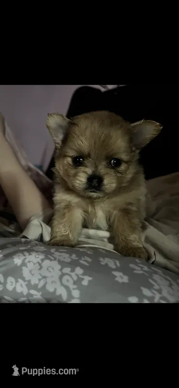 Olly – Chihuahua, Pomeranian puppy for sale in Kents Hill, ME