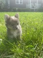 Ella , a female Chihuahua and Pomeranian for sale in Kents Hill, ME – 2 of 4
