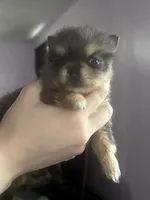 Oswald , a male Chihuahua and Pomeranian for sale in Kents Hill, ME – 2 of 3