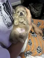 Olly, a male Chihuahua and Pomeranian for sale in Kents Hill, ME – 2 of 3