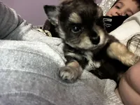 Adela, a female Chihuahua and Pomeranian for sale in Kents Hill, ME – 2 of 3