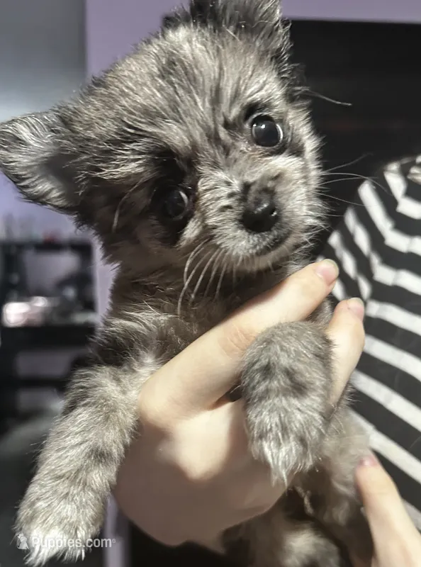 Paisley  – Pomeranian puppy for sale in Kents Hill, ME