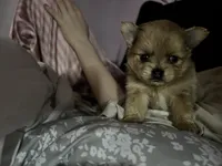 Olly, a male Chihuahua and Pomeranian for sale in Kents Hill, ME – 3 of 3