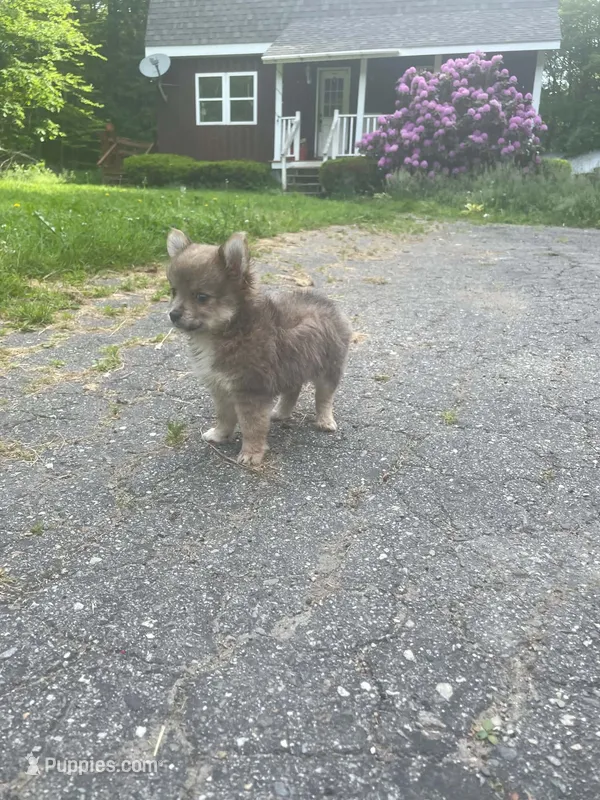 Ella  – Chihuahua, Pomeranian puppy for sale in Kents Hill, ME