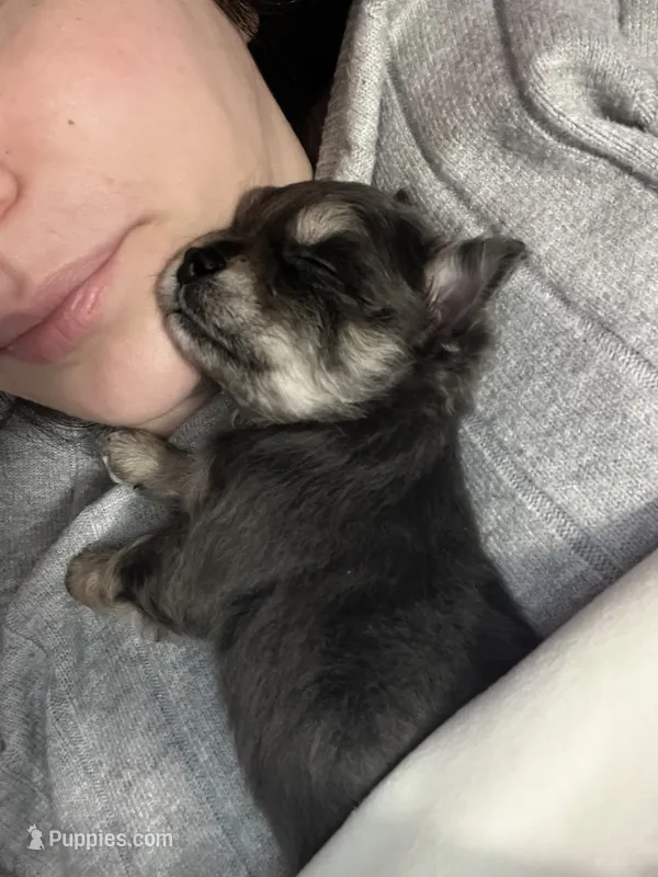 Adela – Chihuahua, Pomeranian puppy for sale in Kents Hill, ME