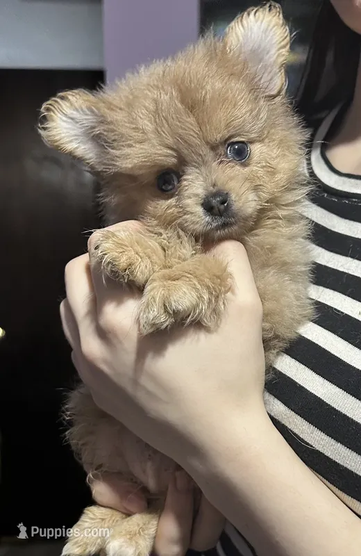 Olly – Pomeranian puppy for sale in Kents Hill, ME