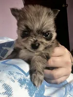 Paisley , a female Pomeranian for sale in Kents Hill, ME – 2 of 3