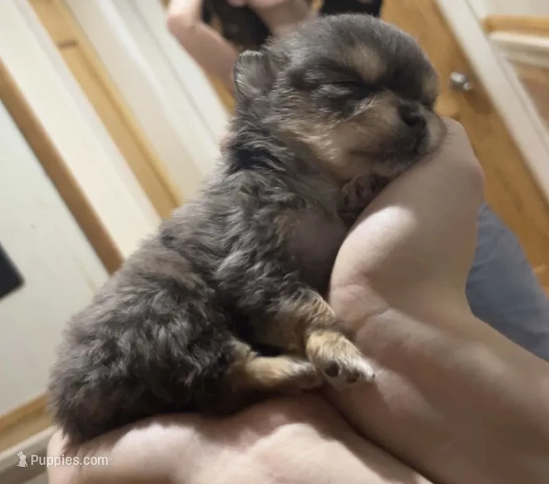 Oswald  – Chihuahua, Pomeranian puppy for sale in Kents Hill, ME