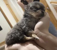 Oswald , a male Chihuahua and Pomeranian for sale in Kents Hill, ME – 1 of 3