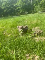 Ella , a female Chihuahua and Pomeranian for sale in Kents Hill, ME – 3 of 4