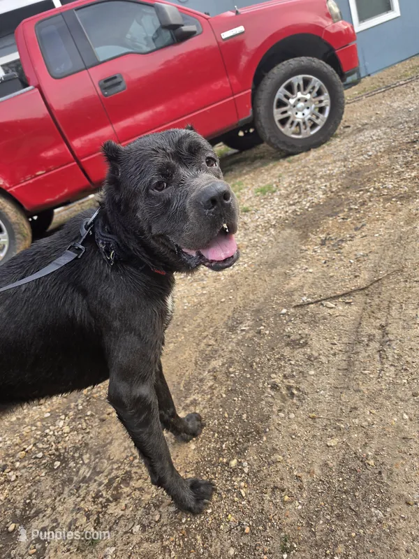 Moose – Cane Corso puppy for sale in Austin, TX