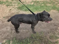 Moose, a male Cane Corso for sale in Austin, TX – Photo 6 of 6