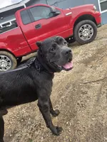 Moose, a male Cane Corso for sale in Austin, TX – Photo 3 of 6