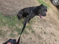 Moose, a male Cane Corso for sale in Austin, TX – Photo 5 of 6