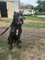 Moose, a male Cane Corso for sale in Austin, TX – Photo 4 of 6