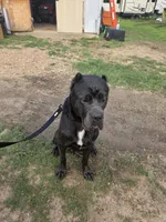 Moose, a male Cane Corso for sale in Austin, TX – Photo 2 of 6