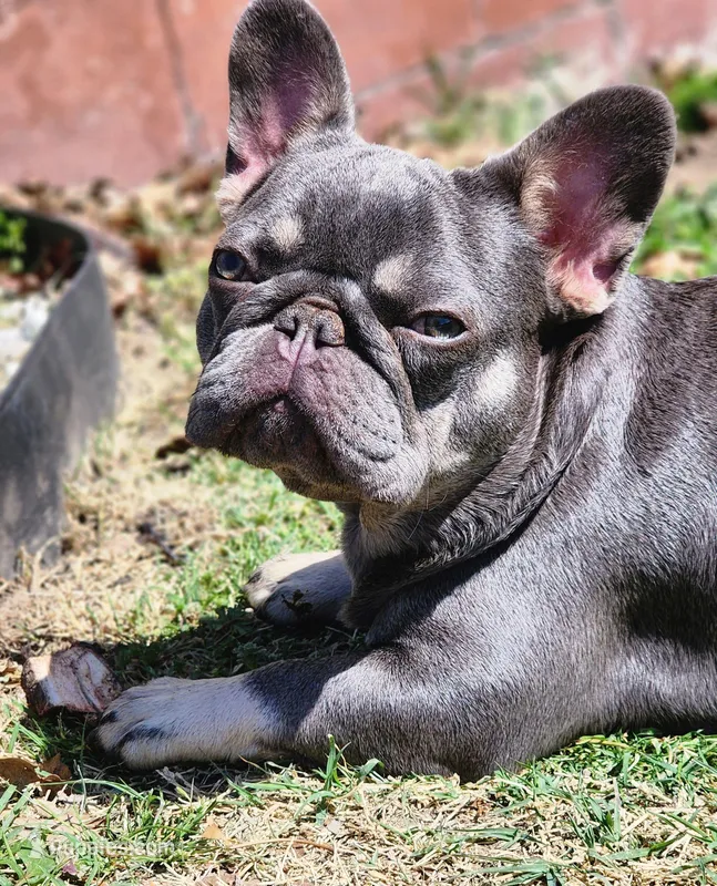 Chicken Nugget – French Bulldog puppy for sale in Tulsa, OK