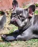 Chicken Nugget, a female French Bulldog for sale in Tulsa, OK – Photo 1 of 8