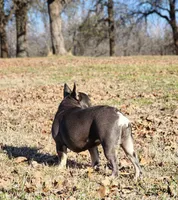 Chicken Nugget, a female French Bulldog for sale in Tulsa, OK – Photo 4 of 8